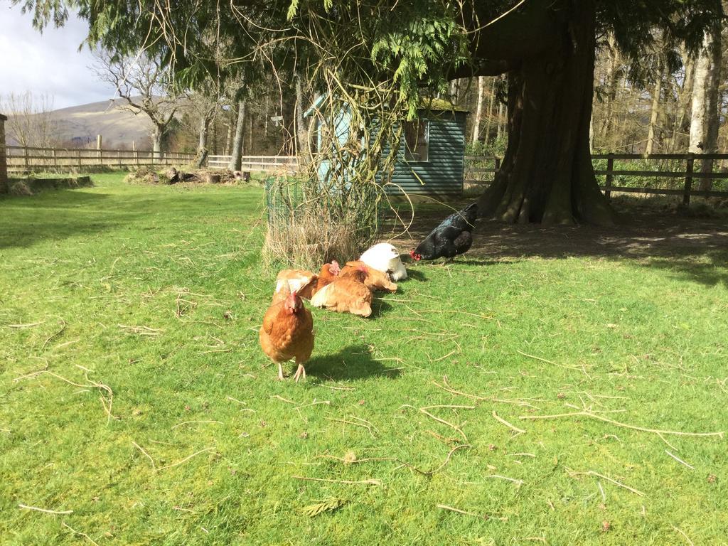 Kennels Cottage Stirling Esterno foto